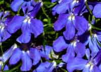 Vandeurzen Aanbod lobelia Erinus