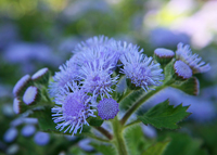 Vandeurzen Aanbod Ageratum