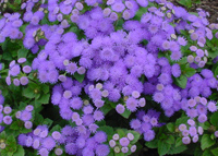 Vandeurzen Aanbod Ageratum