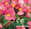 Vandeurzen Aanbod Quick pink