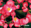 Vandeurzen Aanbod Quick Rose