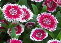 Vandeurzen Aanbod Dianthus Chinensis