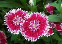 Vandeurzen Aanbod Dianthus Chinensis