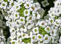 Vandeurzen Aanbod Lobularia Maritima (Alyssum)