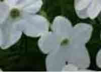 Vandeurzen Aanbod Nicotiana Aff. white