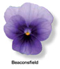 Vandeurzen Aanbod Viola Beaconsfield