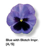 Vandeurzen Aanbod Viola Blue blotch