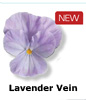 Vandeurzen Aanbod lavender Vein