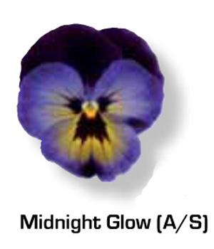 Vandeurzen Aanbod Viola Midnight Glow