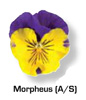 Vandeurzen Aanbod Viola morpheus