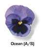 Vandeurzen Aanbod Viola Ocean