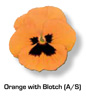 Vandeurzen Aanbod Viola Orange blotch