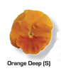 Vandeurzen Aanbod Viola Orange deep