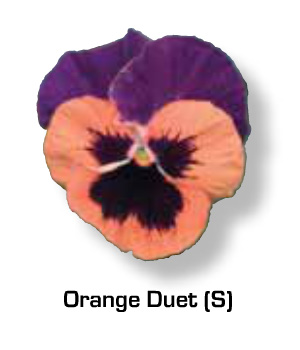 Vandeurzen Aanbod Viola Orange duet