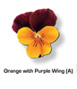 Vandeurzen Aanbod Viola Orange Purple Wing