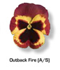 Vandeurzen Aanbod Viola Outback fire