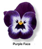 Vandeurzen Aanbod Viola Purple Face