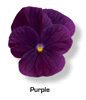 Vandeurzen Aanbod Viola Purple