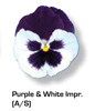 Vandeurzen Aanbod Viola Purple White Impr.