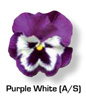 Vandeurzen Aanbod Viola Purple White