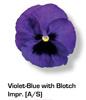 Vandeurzen Aanbod Viola Violet Blue Blotch