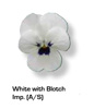 Vandeurzen Aanbod Viola White Blotch Imp