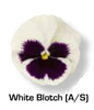 Vandeurzen Aanbod Viola White Blotch