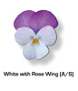 Vandeurzen Aanbod Viola White Rose Wing