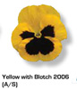 Vandeurzen Aanbod Viola Yellow Blotch