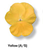 Vandeurzen Aanbod Viola Yellow